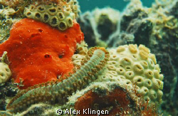 Bearded fireworm by Alex Klingen 